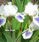 Iris - Vilkdalgis - Blue Pools